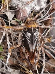 Prionotropis azami