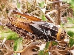 Prionotropis azami