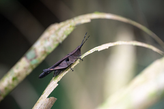 Xiphiola cyanoptera