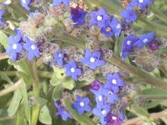Anchusa capensis