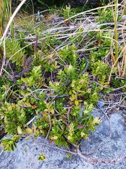 Veronica treadwellii