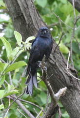 Dicrurus adsimilis apivorus