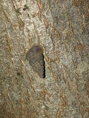 Cochlostoma septemspirale