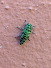 Lamprodila solieri