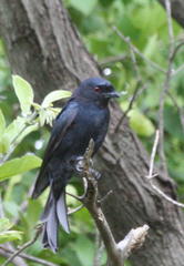 Dicrurus adsimilis apivorus