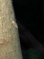 Cochlostoma septemspirale