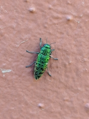Lamprodila solieri