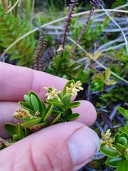 Veronica treadwellii
