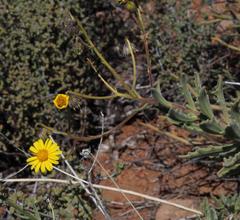 Osteospermum microcarpum