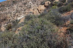 Osteospermum microcarpum