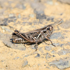 Melanoplus devastator