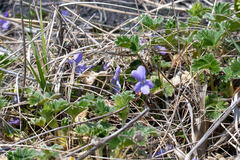 Viola sacchalinensis