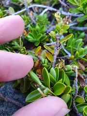 Veronica treadwellii