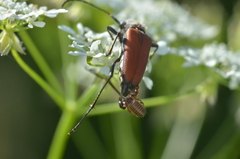 Dendrochernes cyrneus