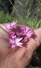 Lithophragma parviflorum