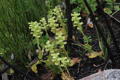 Pterygodium volucris