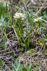 Arabis stelleri
