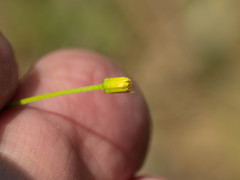 Bidens heterosperma
