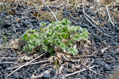 Potentilla matsumurae