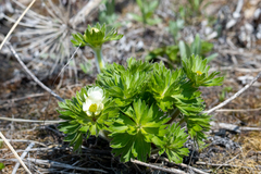 Anemonastrum villosissimum