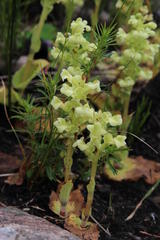 Pterygodium volucris