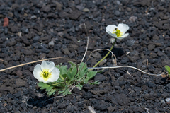 Papaver alboroseum
