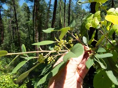 Frangula californica ursina