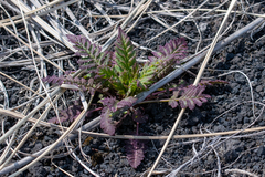 Pedicularis chamissonis