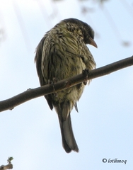 Dulus dominicus