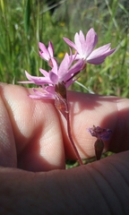 Lithophragma parviflorum