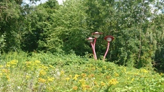 Tanacetum vulgare