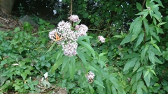 Eupatorium cannabinum