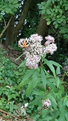 Eupatorium cannabinum