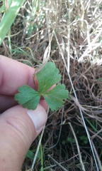 Lithophragma parviflorum
