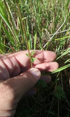 Lithophragma parviflorum