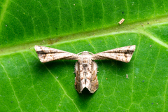 Epiplema