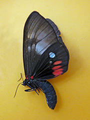 Dysschema tricolora