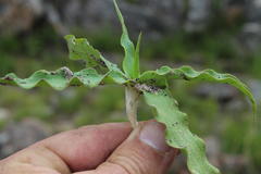 Cyanella