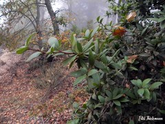 Maytenus magellanica