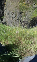 Lithophragma parviflorum