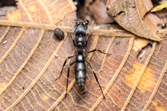 Pachycondyla crassinoda