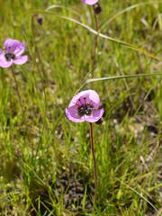 Drosera pauciflora