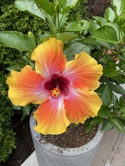 Hibiscus