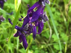Delphinium patens