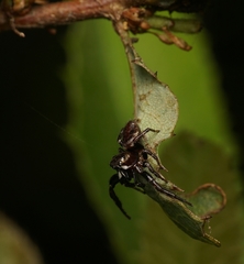 Metaphidippus manni