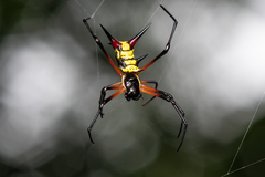 Micrathena kirbyi