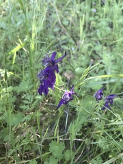 Delphinium patens