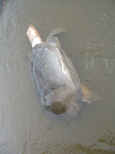 African Softshell Turtle