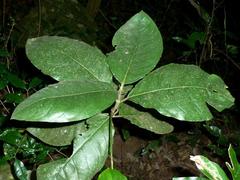 Vangueria bowkeri