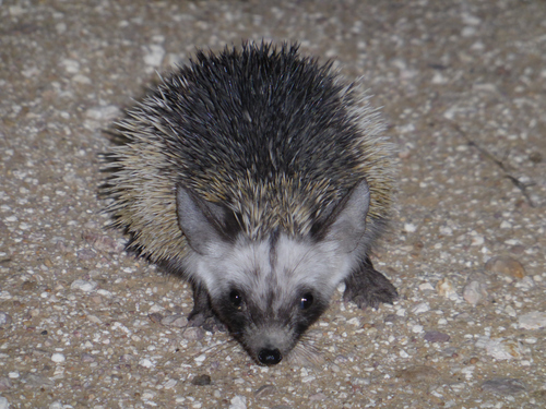 Desert Hedgehog